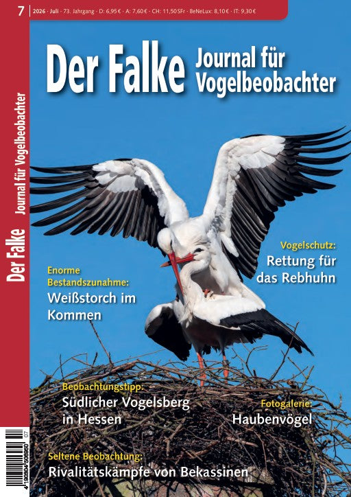 Falke