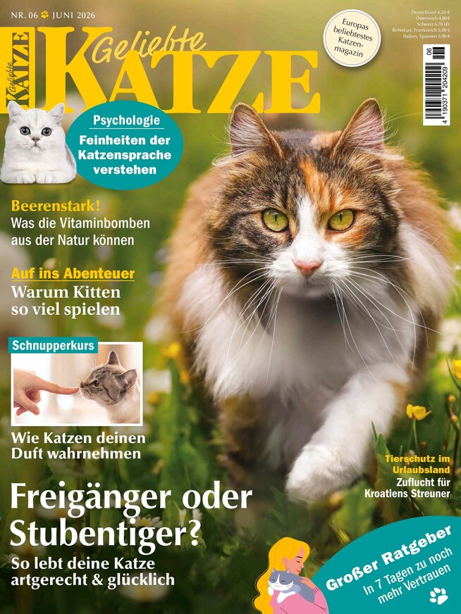 Geliebte Katze